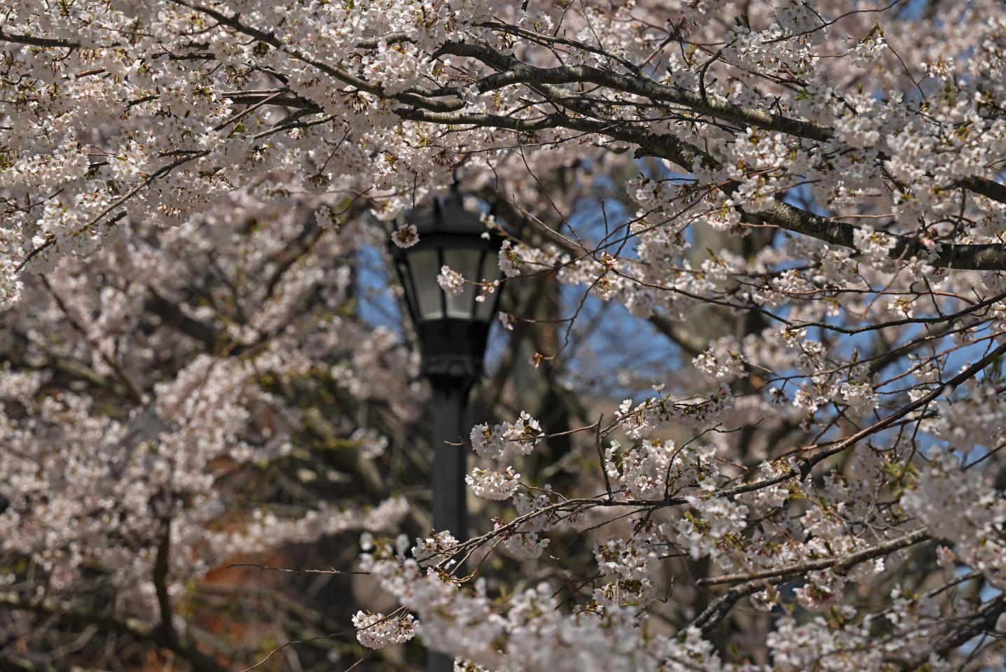 Sakura blossoms near a lamp