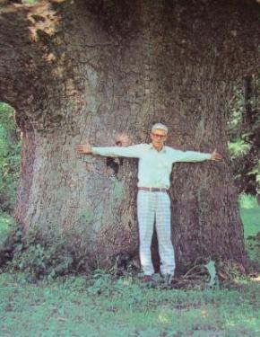 Man with a giant tree