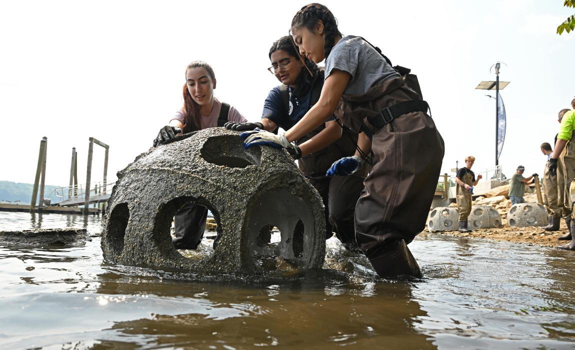 Students roll a reef ball into the water during the expansion process.