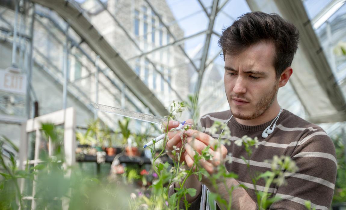 A student working in the greenhouse.