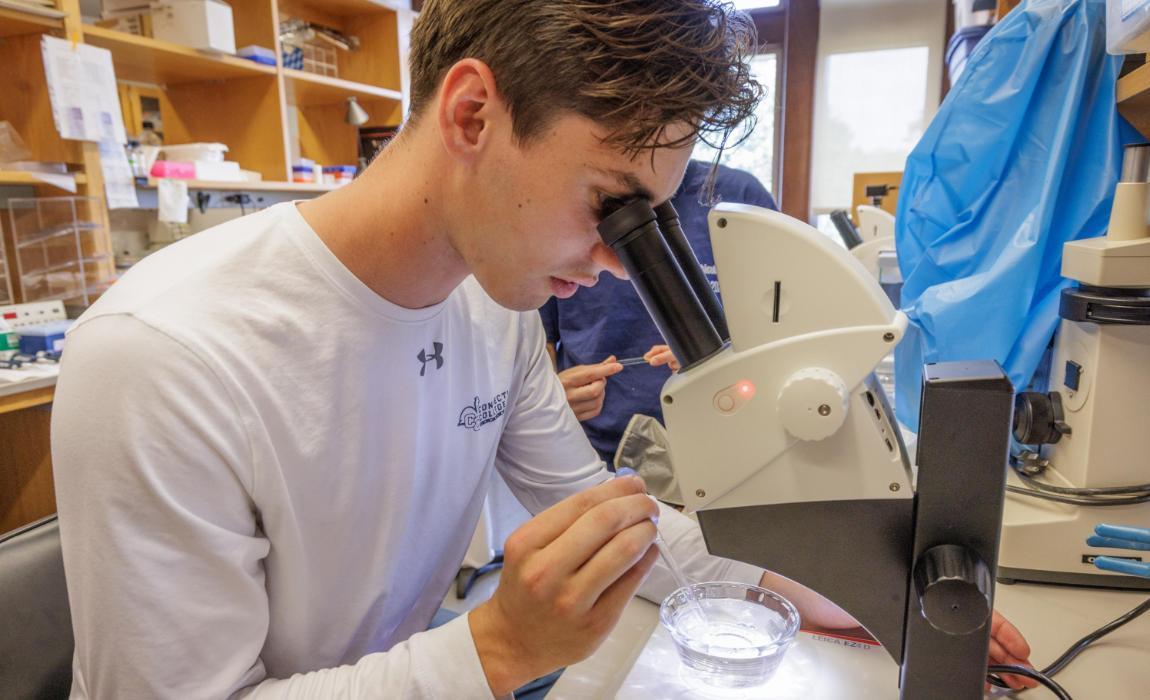 Summer Research Student Using Microscope