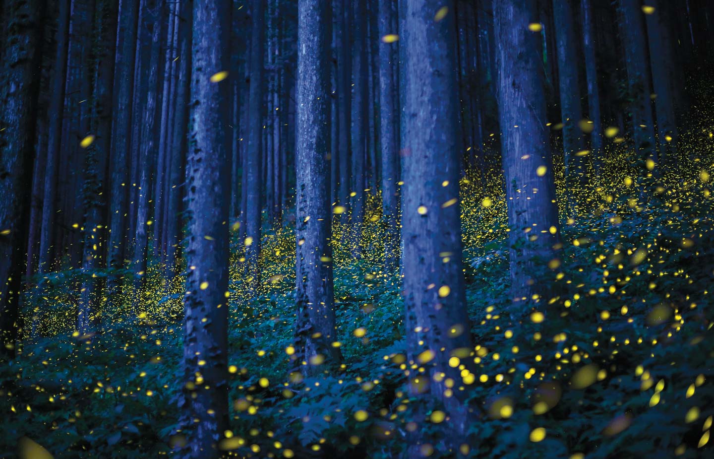 Image of many fireflies in the woods