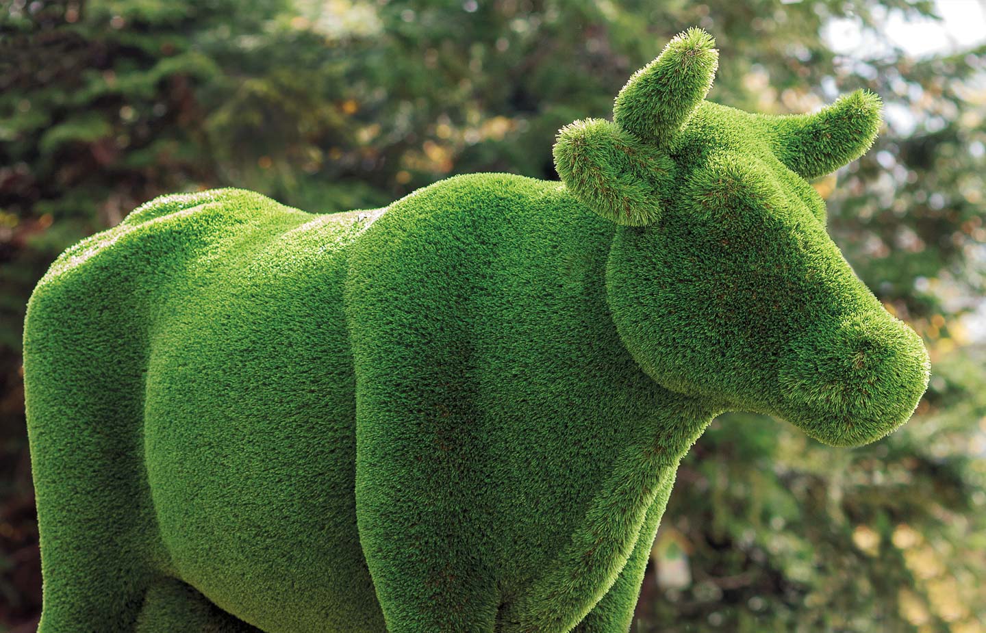 Image of topiary cow