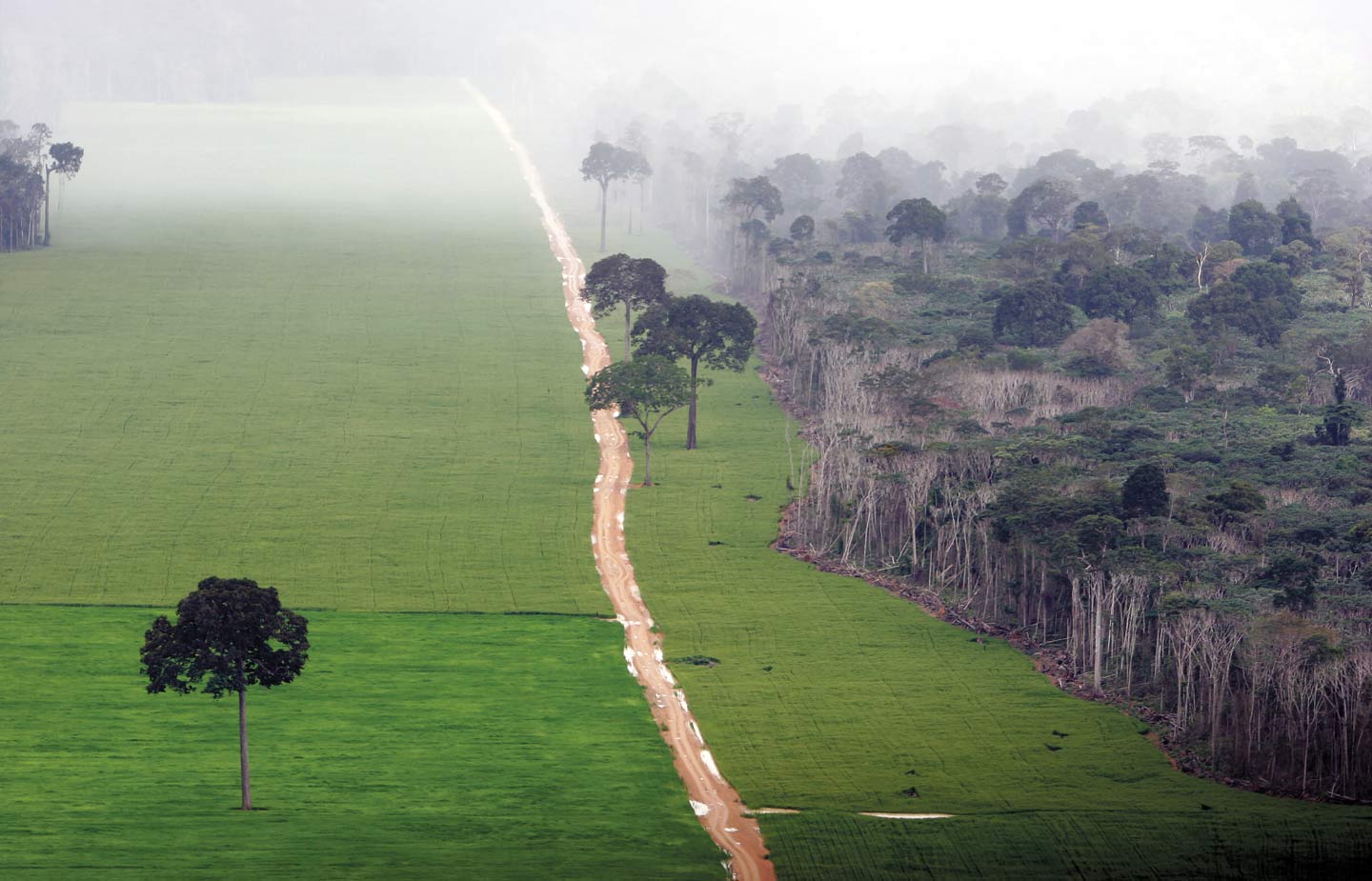 Image of a cleared forest in the Amazon jungle
