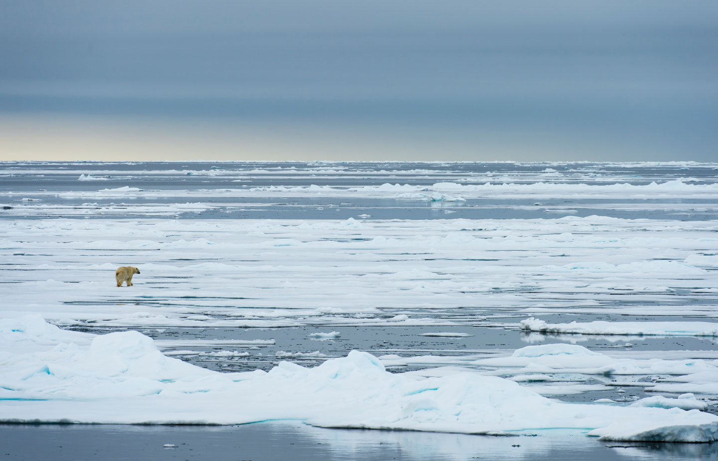 Expansive of view of icebergs in the Arctic with polar bear
