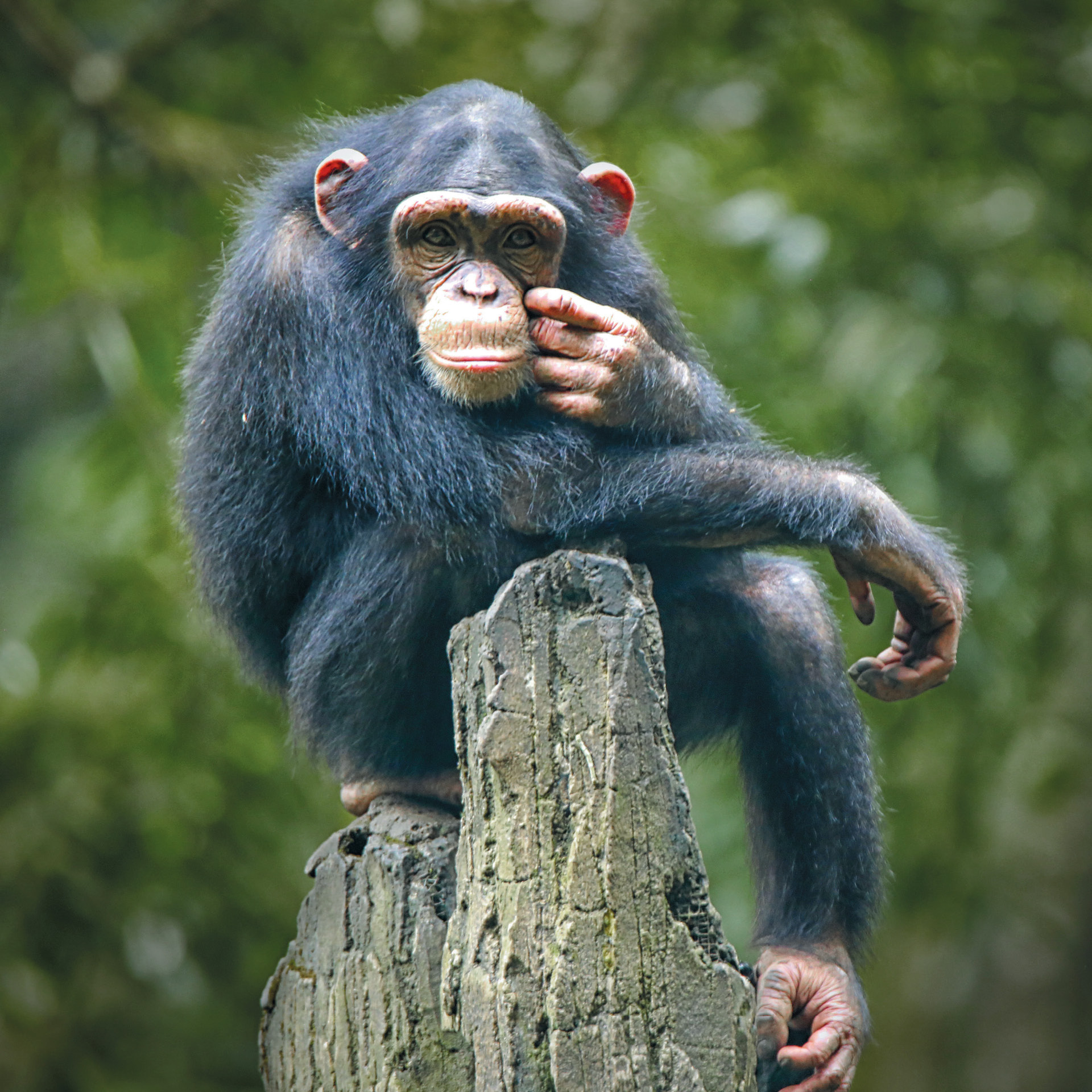 Monkey posing on a log