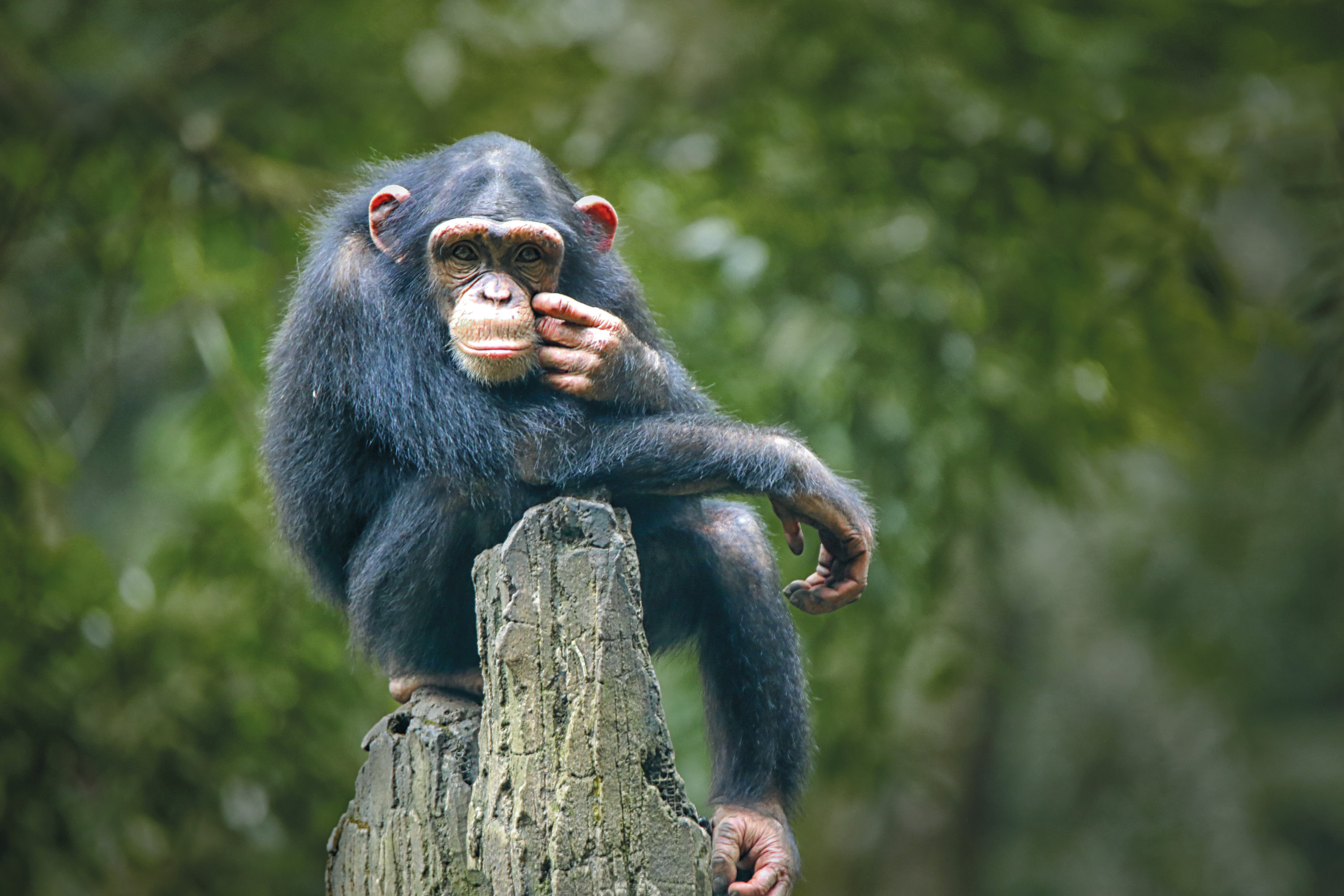 Photo of a chimpanzee sitting on a log