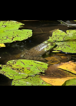 Frog sitting in pond surrounded by lily pads