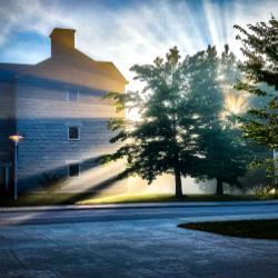 Sun rays through the tree at Olin Science Center