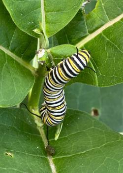 Monarch Caterpillar at Sprout Garden