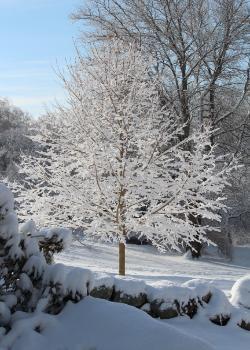 Sugar Maple Tree covered in snow