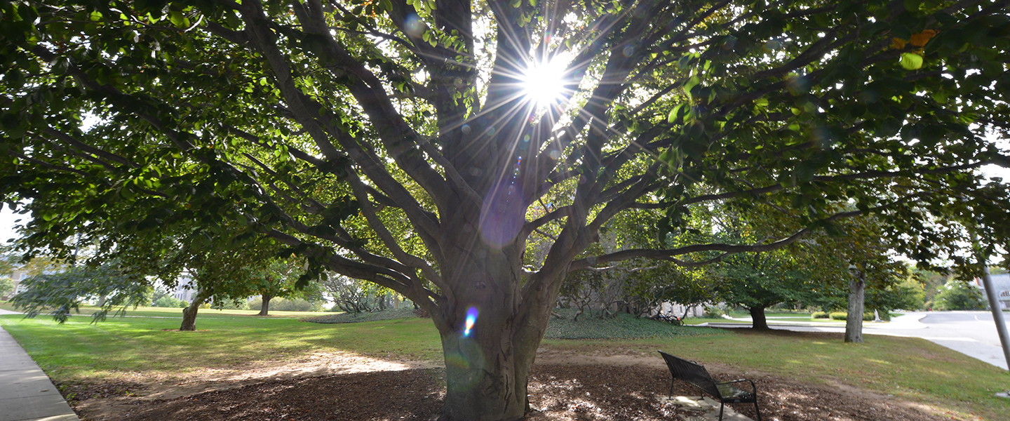 Sunlight shines through a tree on Tempel Green.