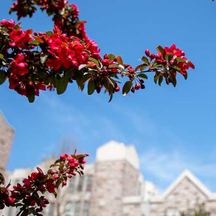 Spring photo of Conn Campus