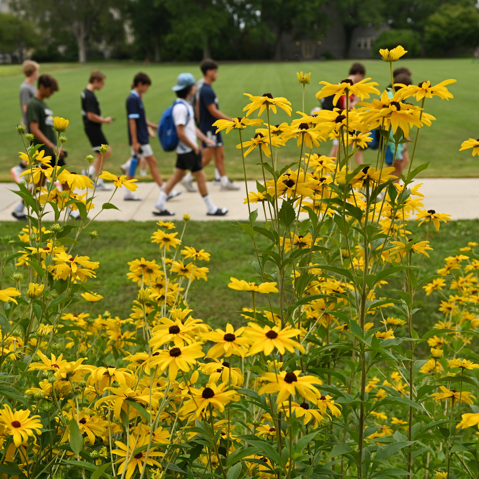 Flowers frame the foreground as students walk across campus.