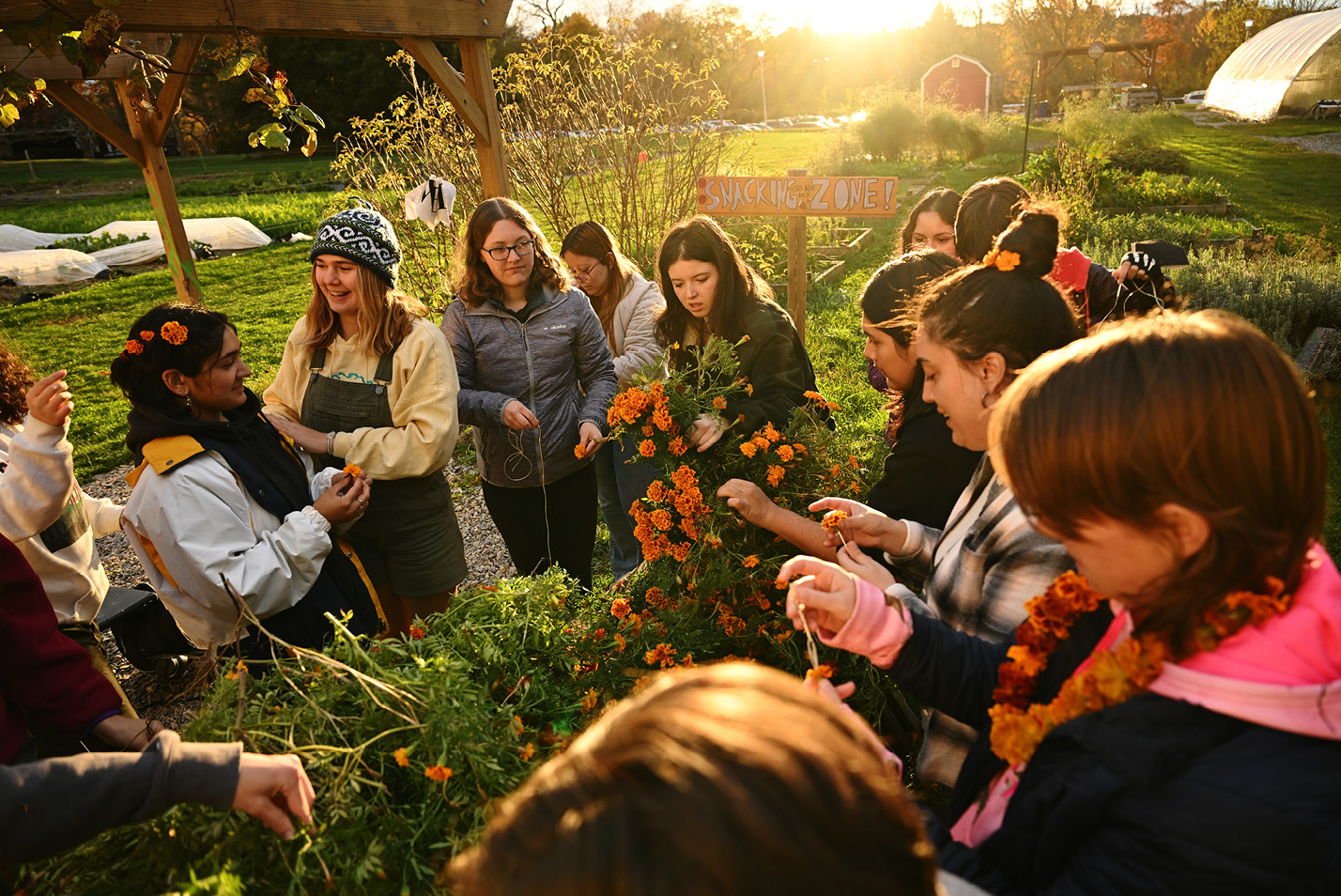 Students pick marigolds in the Sprout Garden in Fall.