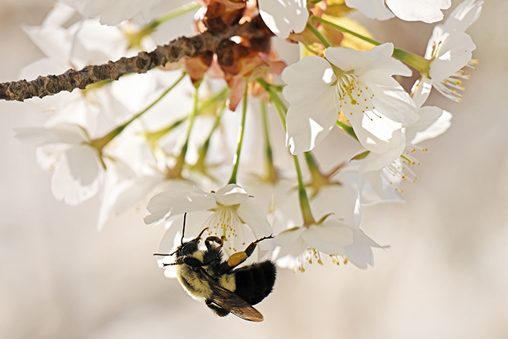 A bumblebee hunts for nectar on a cherry blossom.