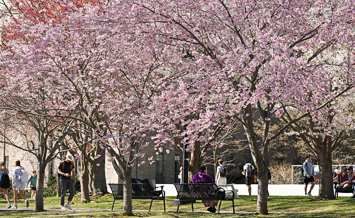 students walk along a path under blossoming cherry trees