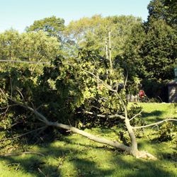 A large downed branch by the Williams Street entrance.