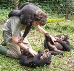 Senior Chris Krupenye, a 2011 NSF Graduate Research Fellow, plays with young chimpanzees during his internship at the Limbe Wildlife Center in Cameroon.