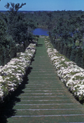 The laurel walk in the Arboretum in 1938.
